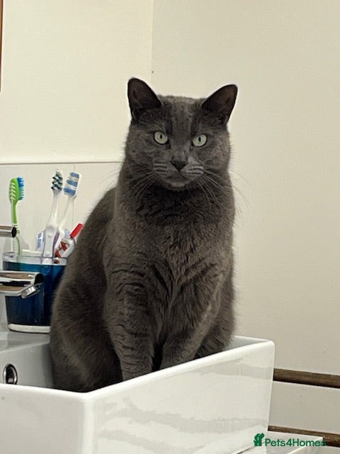 Mixed Breed cats 4 year old Russian Blue x British Shorthair - Advert 1