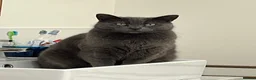Mixed Breed cats for sale: 4 year old Russian Blue x British Shorthair - Advert 1