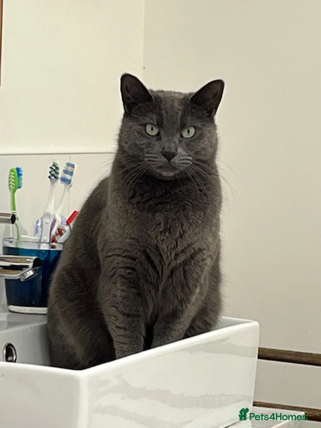 Mixed Breed cats for sale: 4 year old Russian Blue x British Shorthair - Advert 1