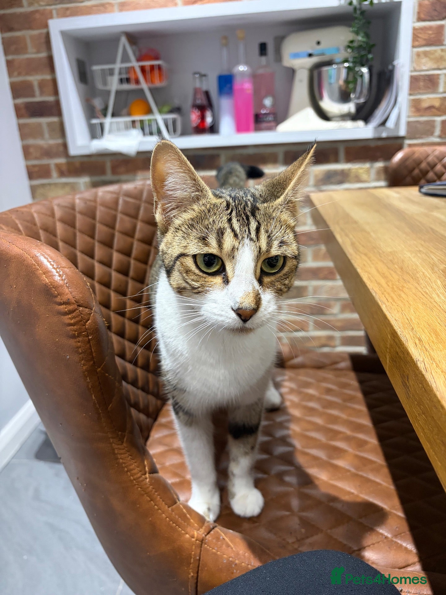Mixed Breed cats for sale: Kittens part Bengal - Advert 10