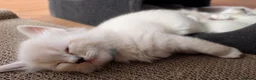 Ragdoll cats for sale: Registered ragdoll kittens by grand champion in Scunthorpe - Advert 14