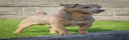 Jack Russell dogs for sale: Beautiful jack pups  in Pontefract - Advert 8
