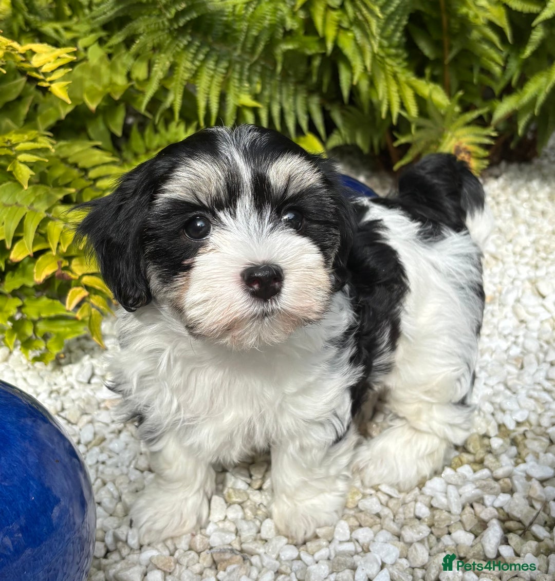 Havanese dogs for sale: 3 Beautiful Havanese Pedigree Puppies - Image 11