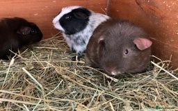 Guinea Pig rodents for sale: Beautiful mix of baby male Guineapigs dal Cali ect - Image 13