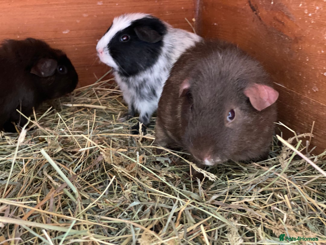 Guinea Pig rodents for sale: Beautiful mix of baby male Guineapigs dal Cali ect - Image 13
