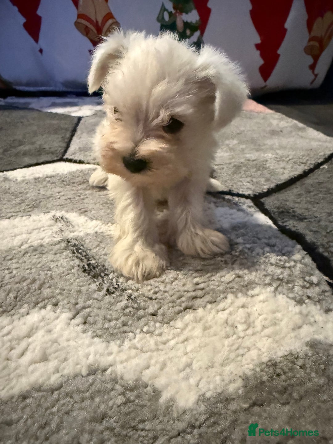Miniature Schnauzer dogs for sale: Miniature schnauzer girl puppy available - Advert 4