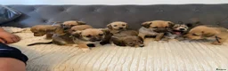 Jack Russell dogs for sale: Beautiful jack Russell puppies for sale.  - Advert 1