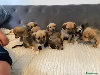 Jack Russell dogs Beautiful jack Russell puppies for sale. - Advert 17