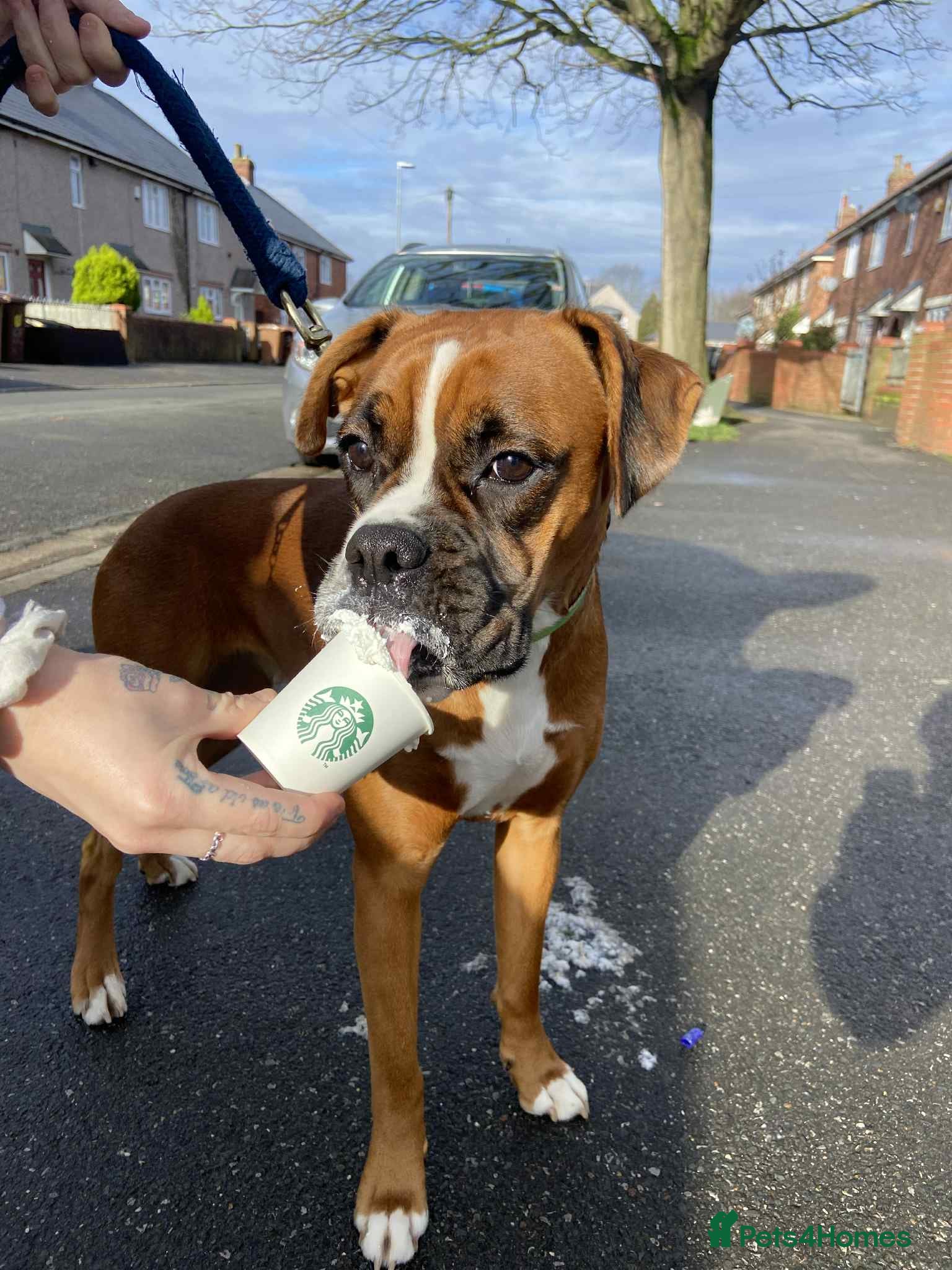 Mixed Breed dogs Beautiful Boxer x Cane corso puppies - Advert 1