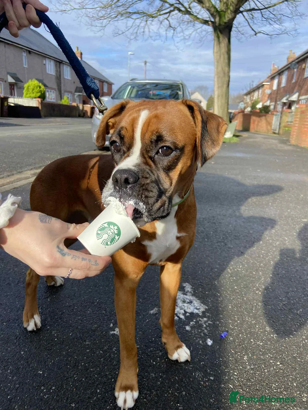 Mixed Breed dogs for sale: Beautiful Boxer x Cane corso puppies - Advert 1