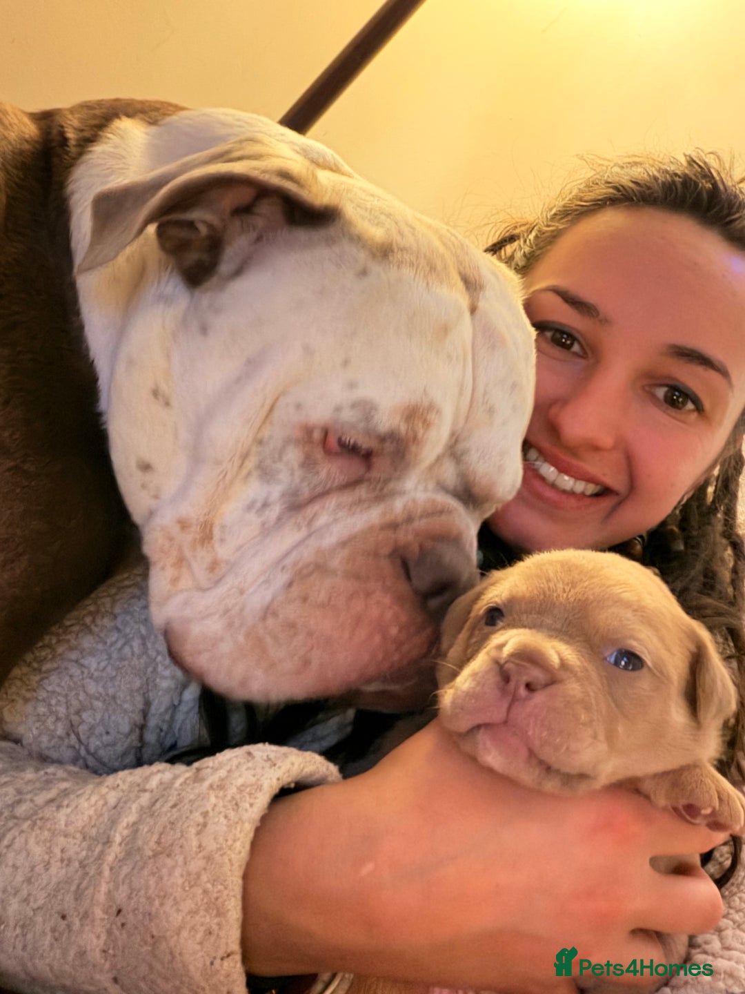 Olde English Bulldogge dogs for sale: Olde English Bulldog Puppies - Family Raised  - Advert 16