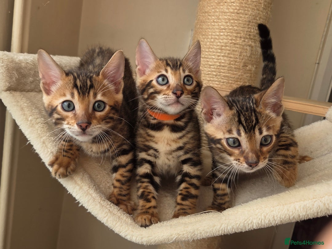 Bengal cats for sale: ✨ Bengal TICA Registered kittens Available ✨🐱 - Image 22
