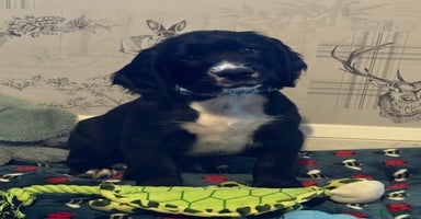 Sprocker dogs - Advert 3