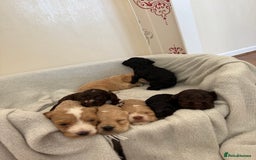 Cockapoo dogs for sale: 8 beautiful cockapoo puppies  - Image 1
