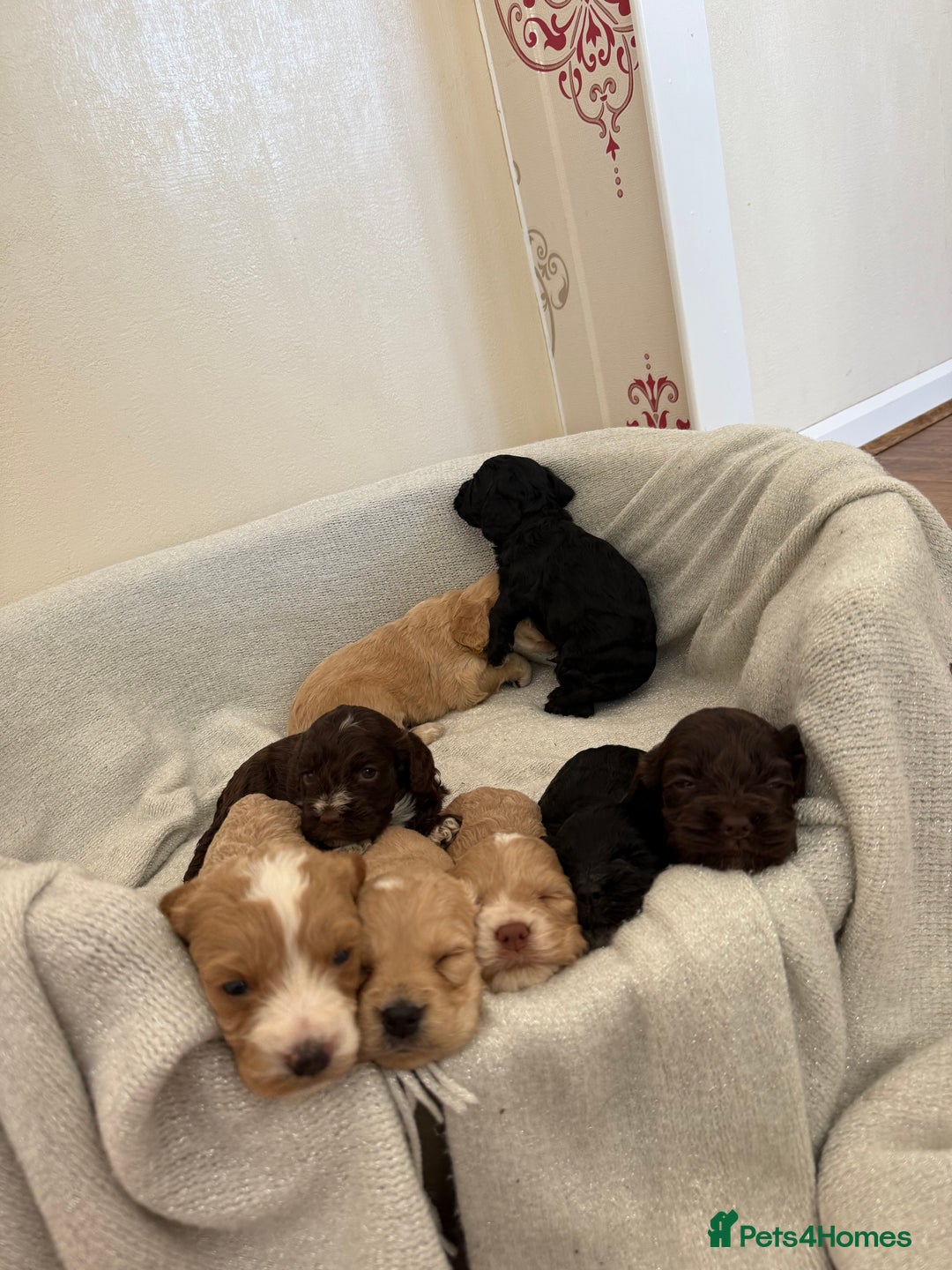 Cockapoo dogs for sale: 8 beautiful cockapoo puppies  - Image 1