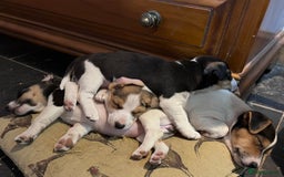 Jack Russell dogs for sale: Gorgeous Jack Russell puppies - Image 6