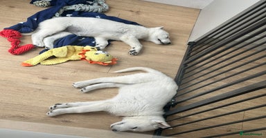 White Swiss Shepherd dogs in Warrington - Advert 1