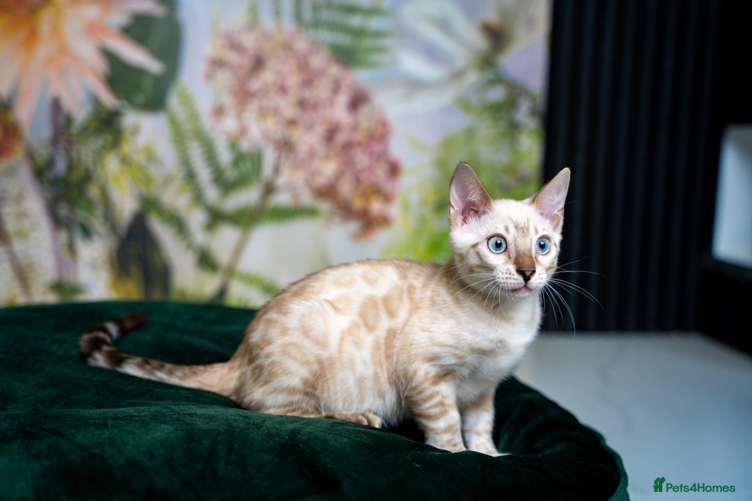 Bengal cats for sale: SNOW LYNX PURE BENGAL BOY-Frankie-Top Personality - Advert 14