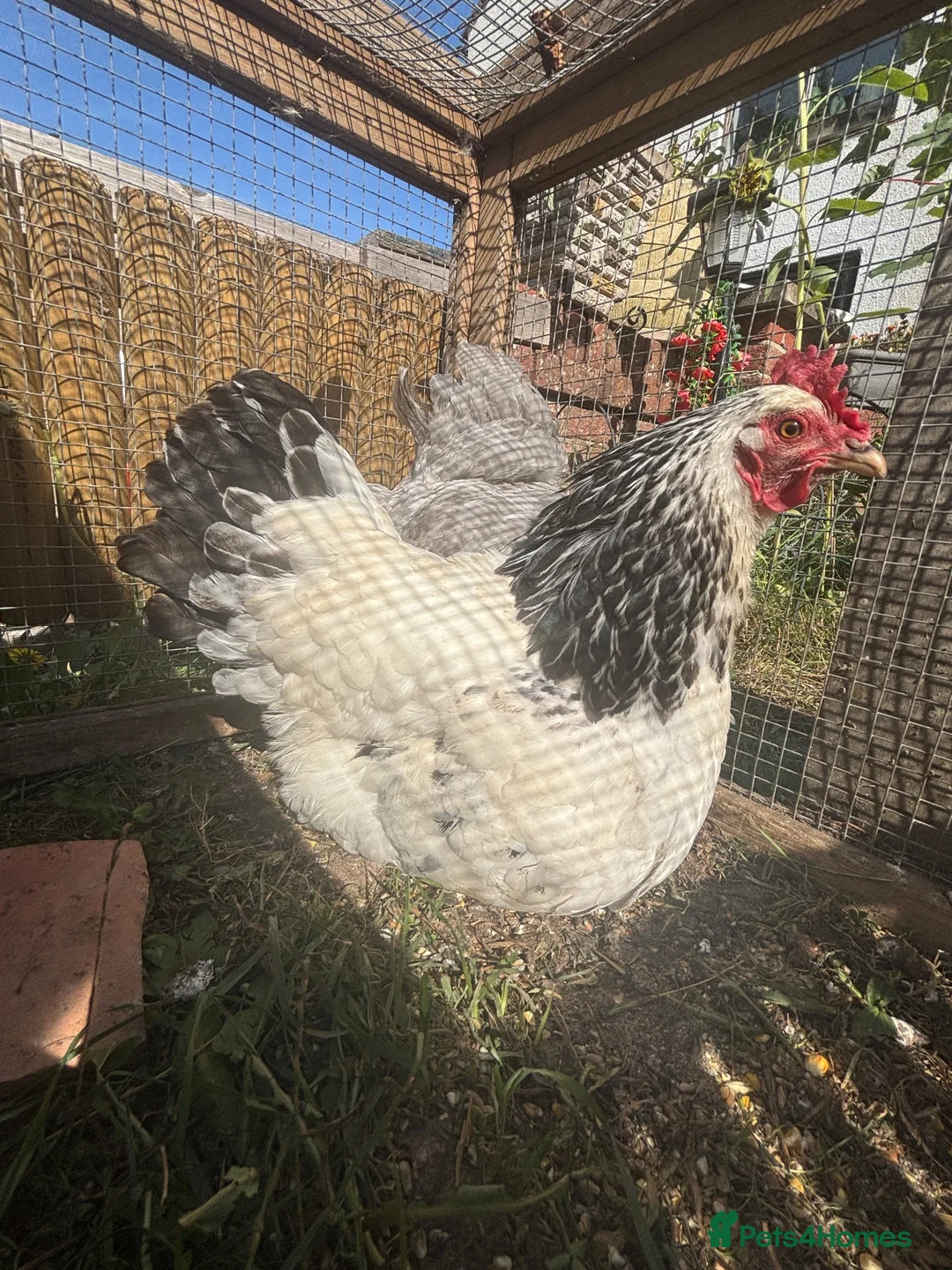 Chickens poultry for sale: 2 Hens and 5 chicks  - Advert 1