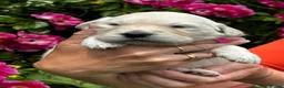 Golden Retriever dogs for sale: ⭐️ health tested golden retrievers ⭐️ - Advert 12