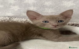 Oriental cats for sale: Oriental X Siamese  - Image 5