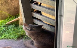 Sphynx cats for sale: tortoiseshell sphynx x Russian kittens - Advert 4