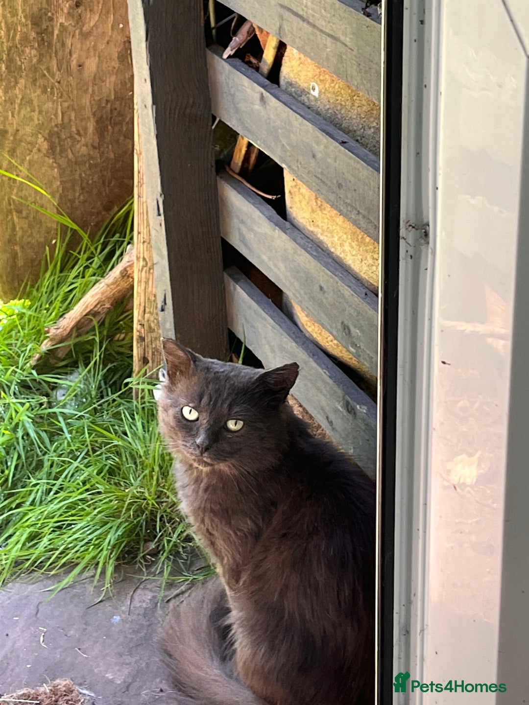 Sphynx cats for sale: tortoiseshell sphynx x Russian kittens - Advert 4