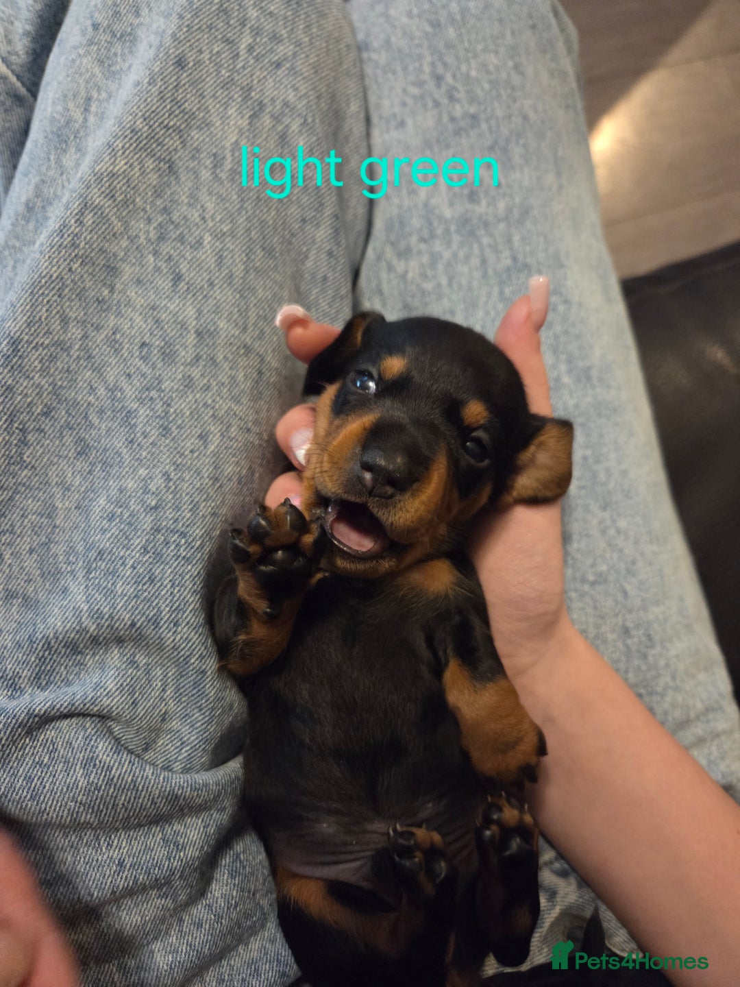 Miniature Dachshund dogs for sale: Only 4 beautiful miniature dachshund puppies - Advert 13