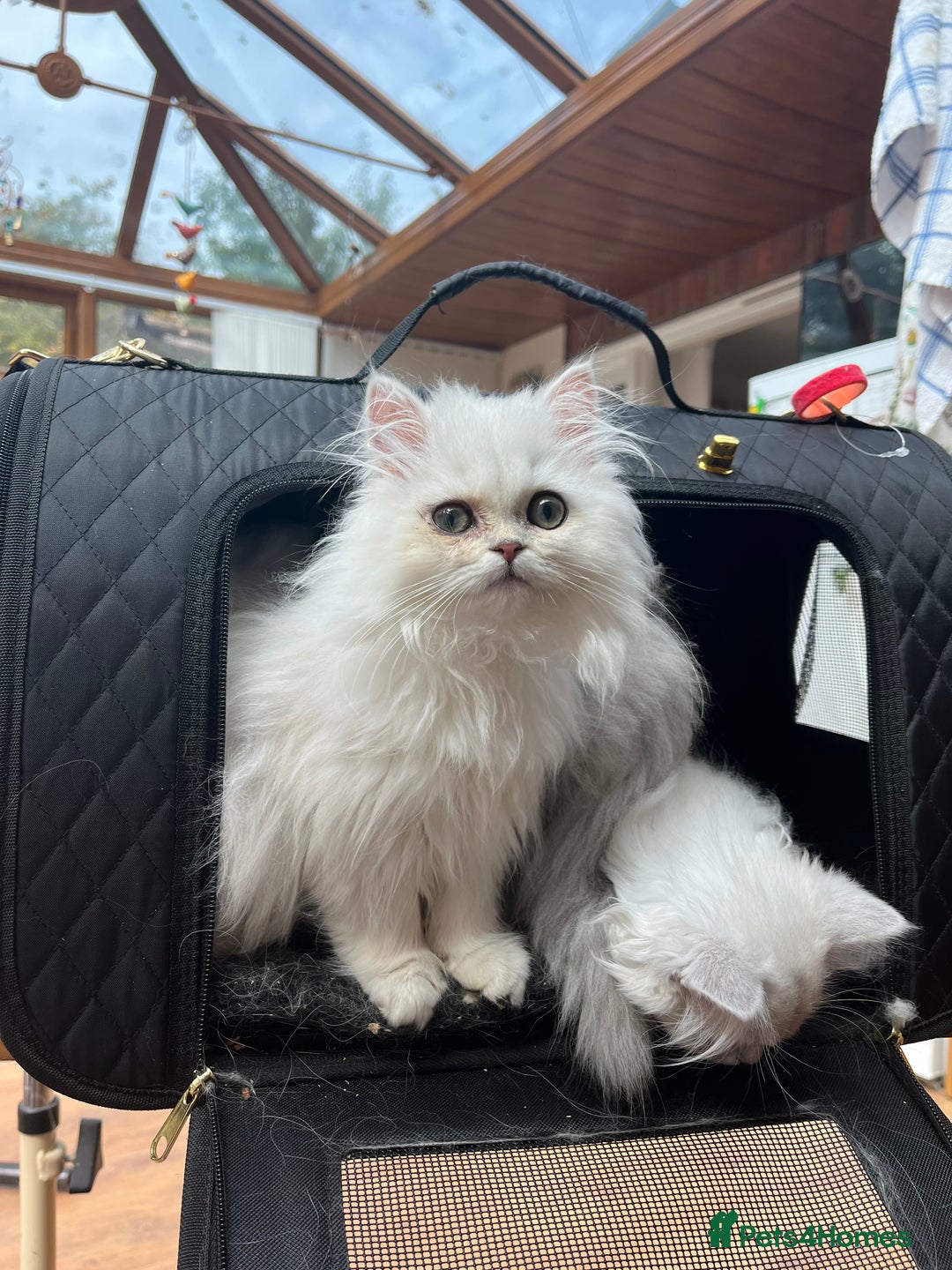Persian cats for sale: 3 beautiful silver chinchilla Persian! - Image 3