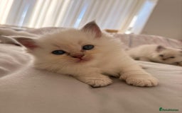 Ragdoll cats for sale: Cherubim Ragdoll Kittens TICA Mink Lynx - Image 12
