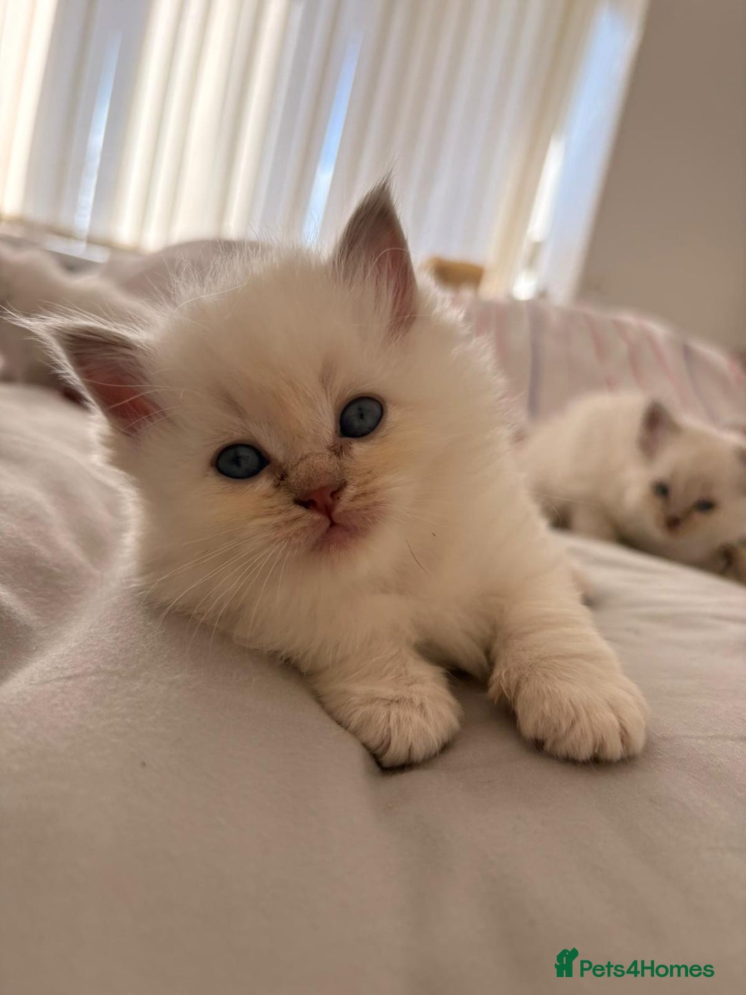 Ragdoll cats for sale: Cherubim Ragdoll Kittens TICA Mink Lynx - Image 12