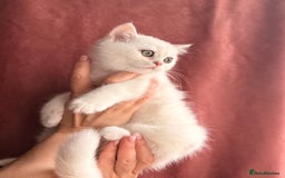 British Shorthair cats for sale: Two stunning sisters READY NOW - Image 17