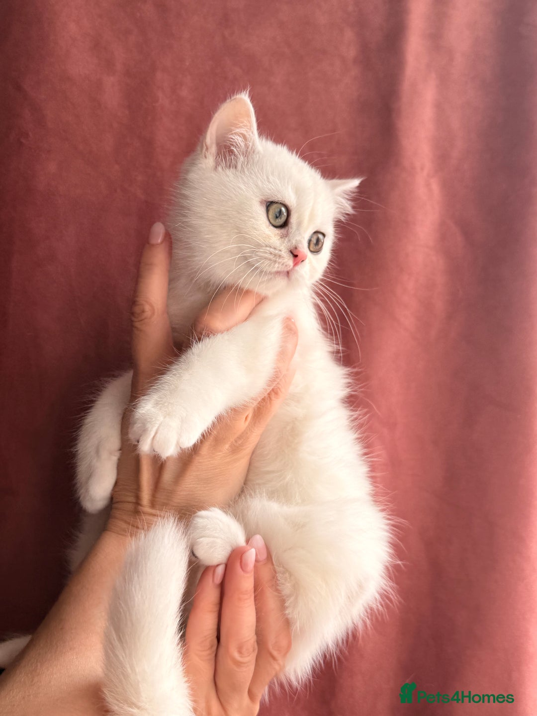 British Shorthair cats for sale: Two stunning sisters READY NOW - Image 17