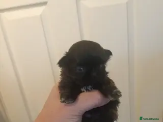 Shih Tzu dogs 2 imperial shih tzu pups - Advert 5