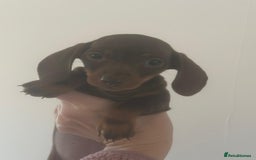 Dachshund dogs for sale: Miniature dachshunds  - Image 10