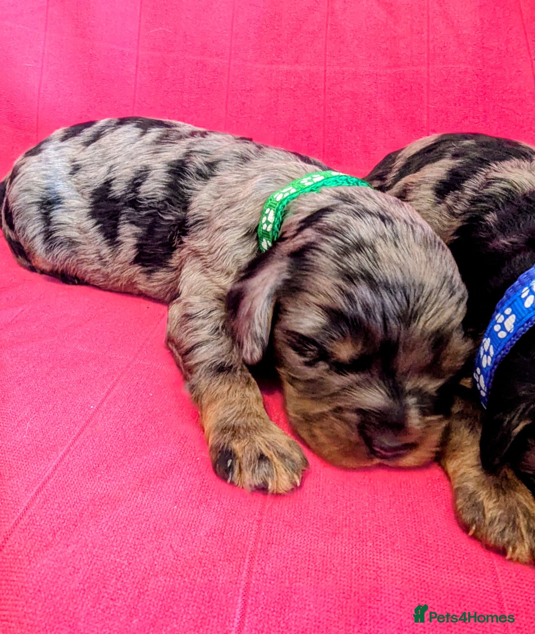 Cavapoo dogs for sale: Beautiful Phantom Merle and Phantom Cavapoos - Image 15
