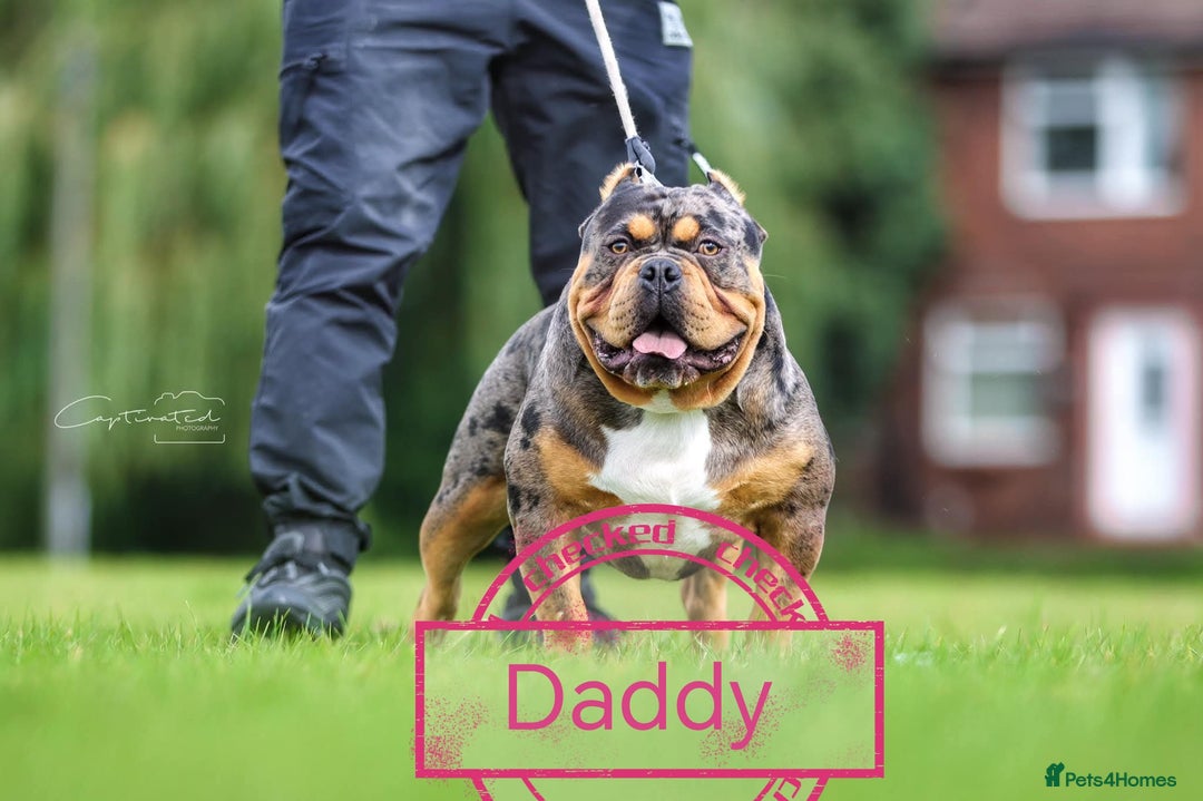 American Bully dogs for sale: Here is indi(moaning mertle)  - Image 4