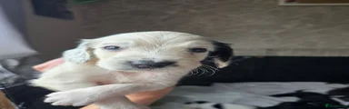 Sprocker 5