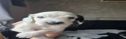 Sprocker dogs for sale: sprocker puppies - Advert 9