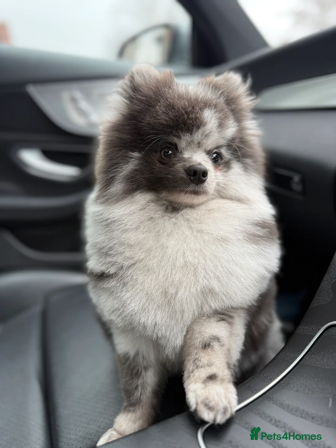 Pomeranian dogs for stud: 🌟 Stud Available – Rare Blue Merle Pomeranian 🌟 - Advert 3