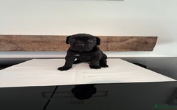 Cane Corso dogs for sale: Purebred Cane Corso Puppies – Exceptional Parent - Image 11