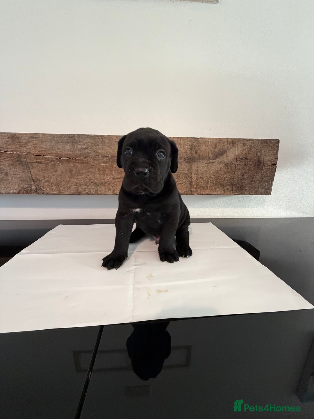 Cane Corso dogs for sale: Purebred Cane Corso Puppies – Exceptional Parent - Image 11
