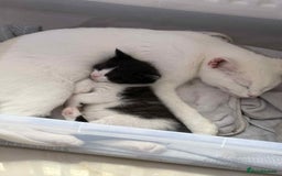 British Shorthair cats for sale: 2 kittens for sale  - Image 13