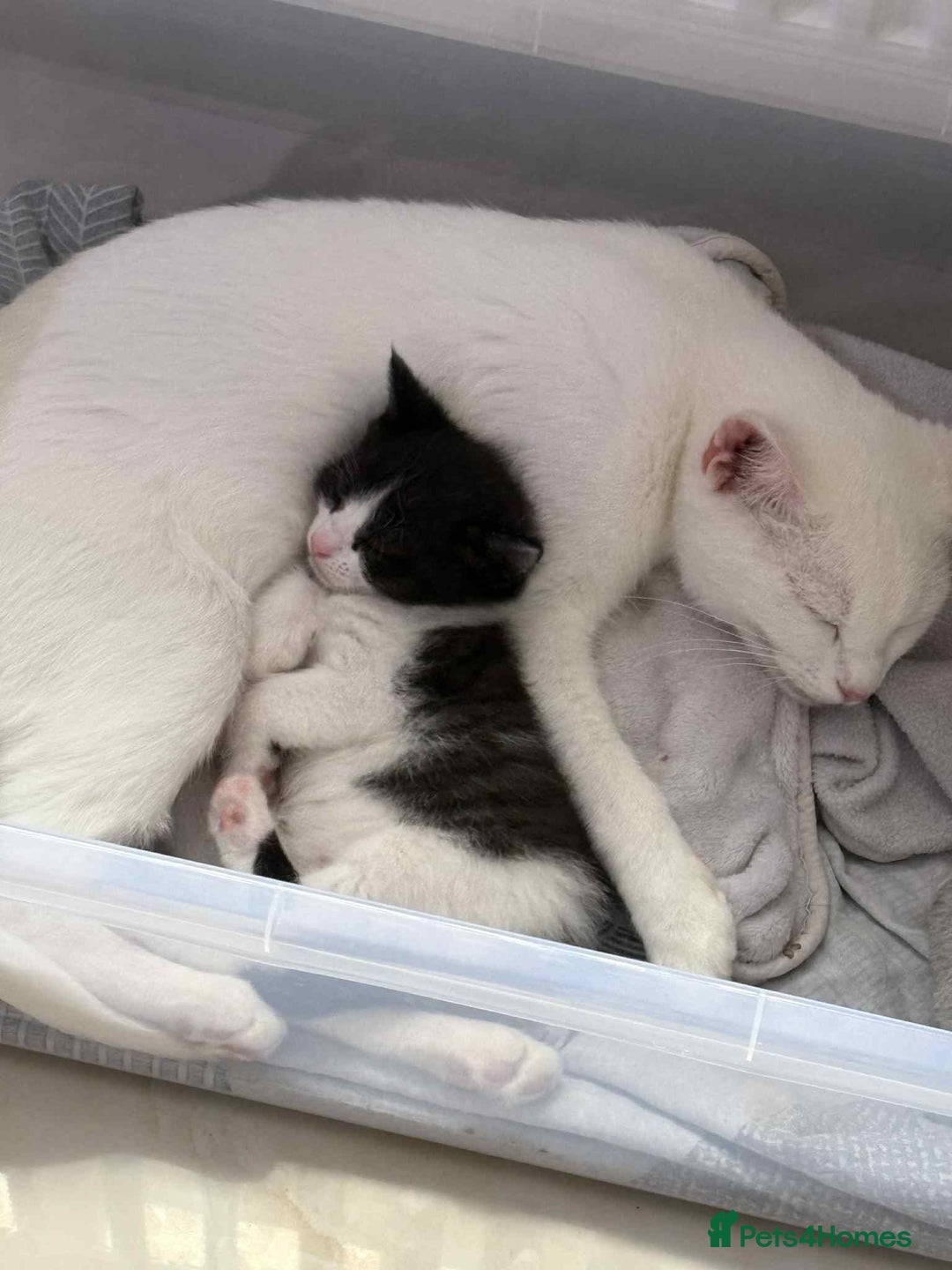 British Shorthair cats for sale: 2 kittens for sale  - Image 13