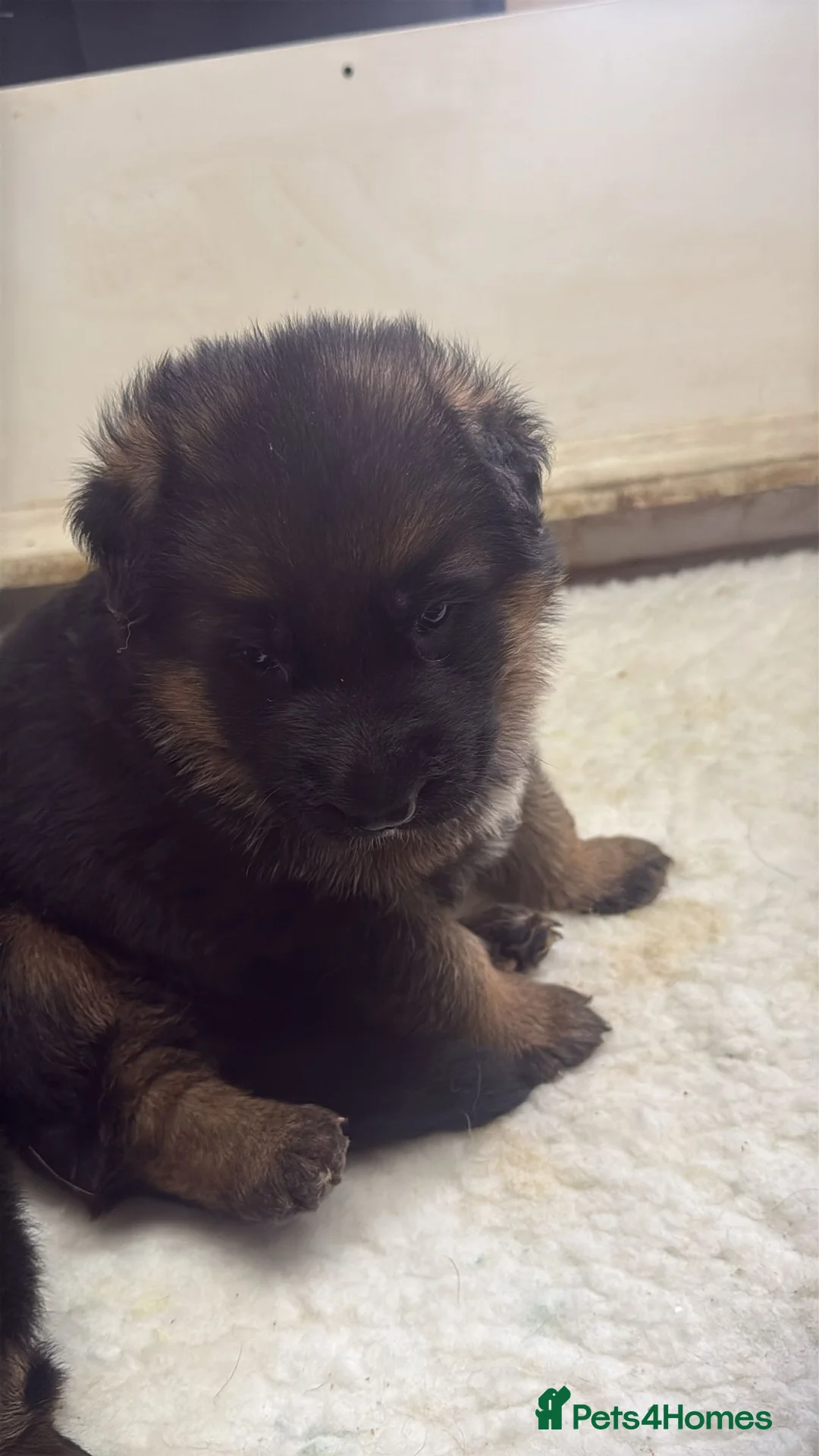 German Shepherd dogs for sale: German shepherd puppies - Advert 25