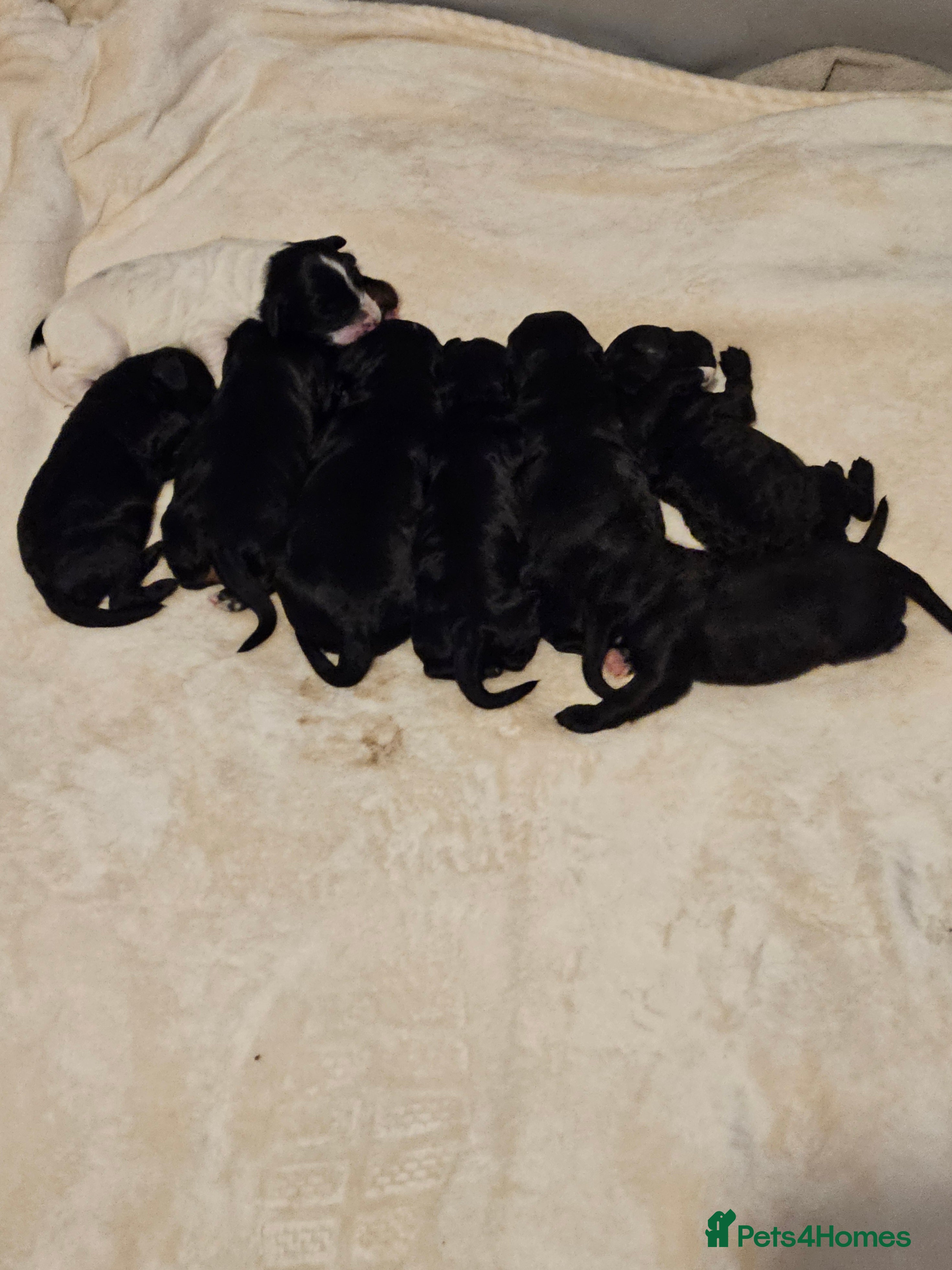 Mixed Breed dogs Bundles of love ❤️ and fun!! - Advert 5