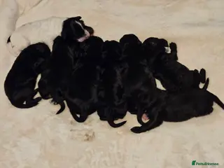 Mixed Breed dogs Bundles of love ❤️ and fun!! - Advert 5