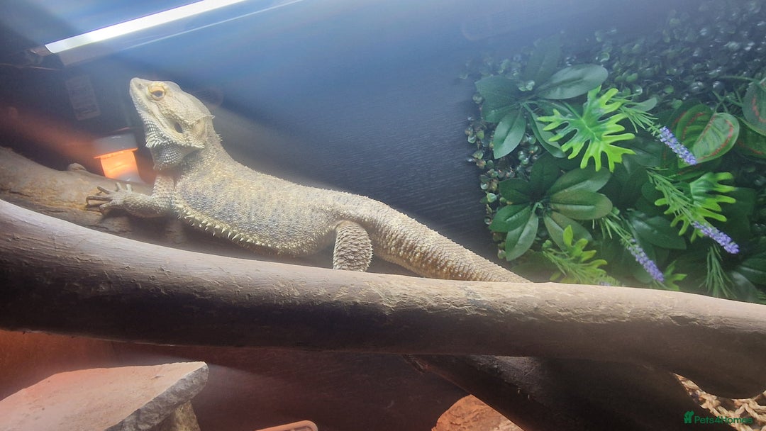 Bearded Dragon reptiles for sale: Bearded Dragon for sale  - Advert 6