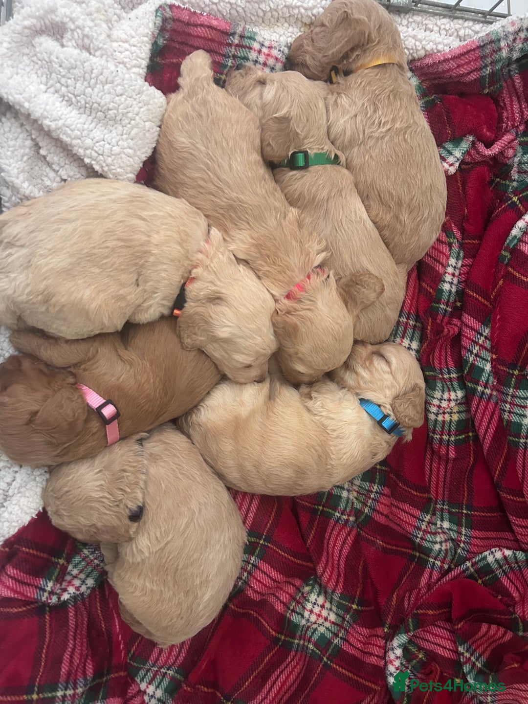 Cockapoo dogs for sale: GORGEOUS LITTER OF COCKAPOO’S - Advert 2