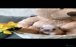 French Bulldog dogs for sale: Stunning frenchie pups for sale!! - Image 5
